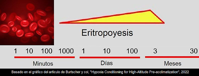 hypoxie naturelle burtscher altitude rythropose hmoglobine sang