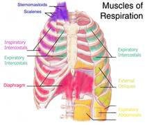 mecanica respiratoria musculos powerbreathe