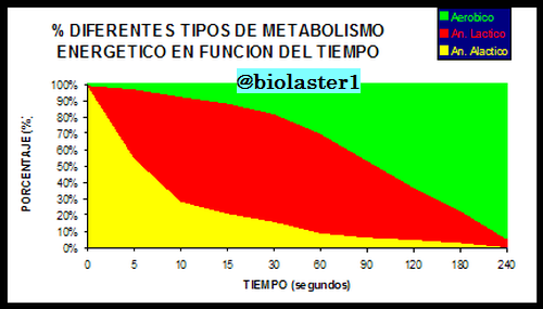 metabolismo energia anaerobico alactico lactico aerobico
