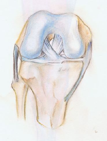 Anatom�a de Rodilla