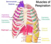 mecanica respiratoria musculos powerbreathe
