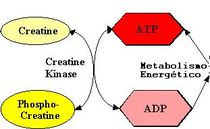 evolucion fosfocreatina atp energia