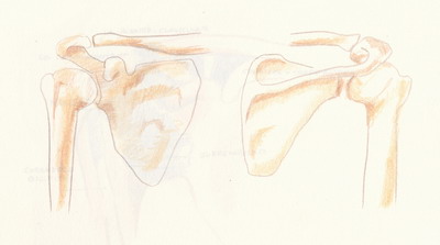 huesos articulacion hombro