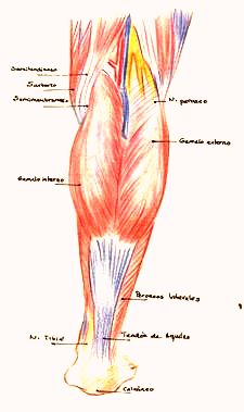 musculature jambe posterieur tendon aquiles