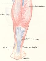 musculature jambe posterieur tendon achilles